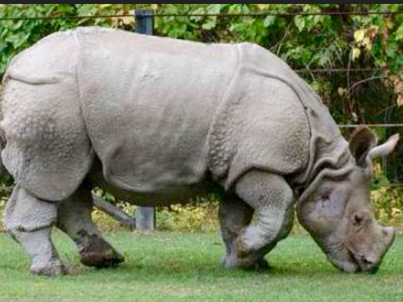 javan rhinoceros biome